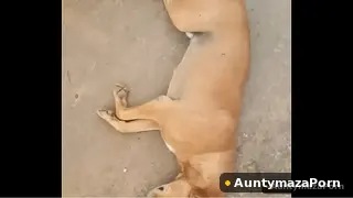Mydesi Best Sexy Xnxx Sexy